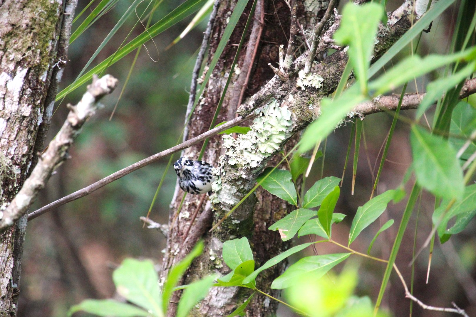 Black-and-white Warbler