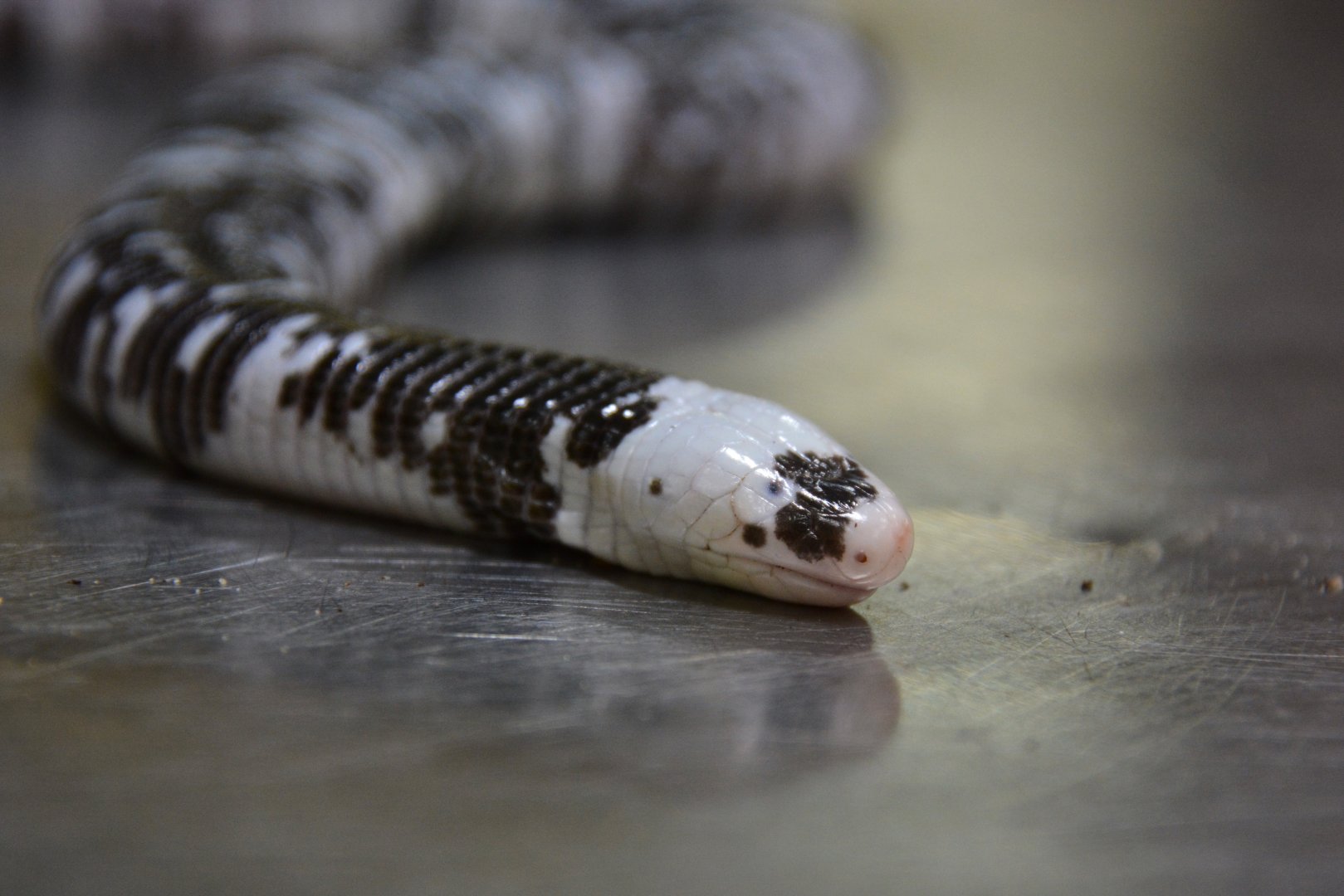 Black-and-white worm lizard (Amphisbaena fuliginosa)