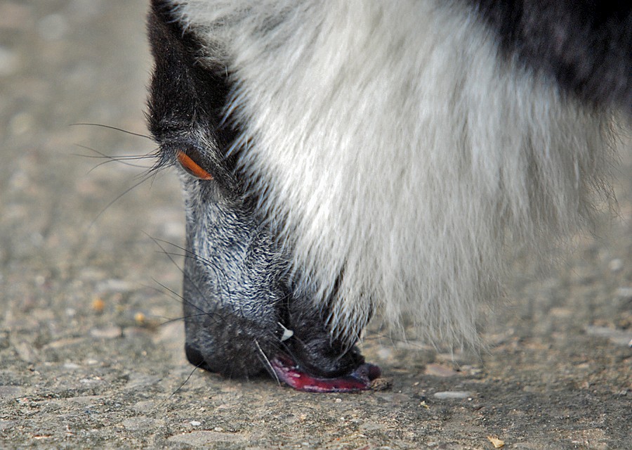 Black and whited ruffed lemur
