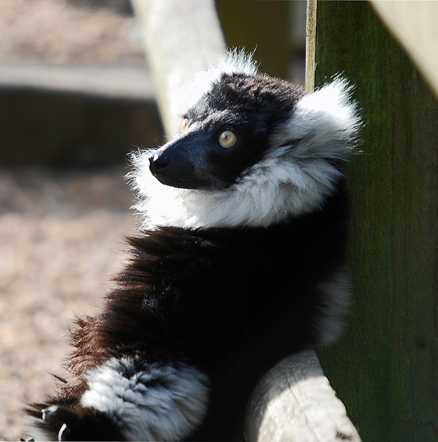 Black and whited ruffed lemur