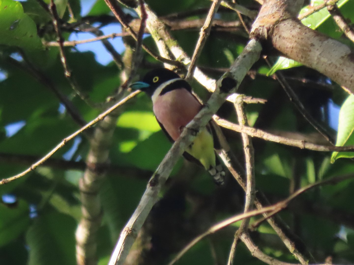 Black-and-yellow broadbill (Eurylaimus ochromalus)