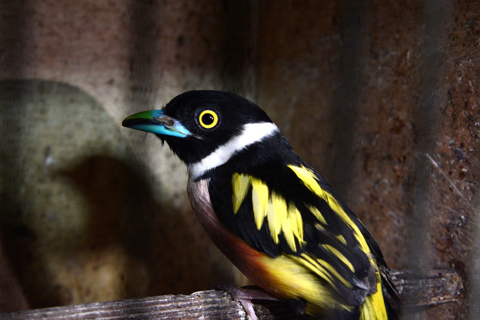 Black-and-yellow broadbill (Eurylaimus ochromalus)