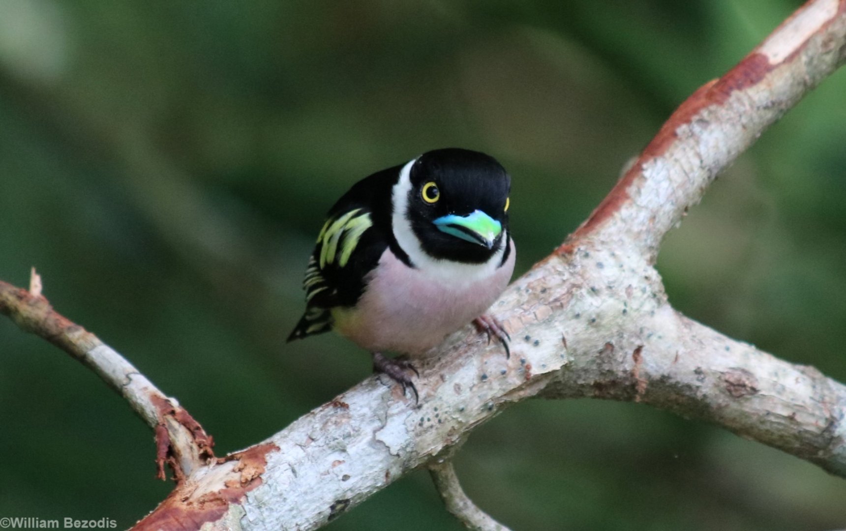 Black-and-yellow Broadbill - Sepilok