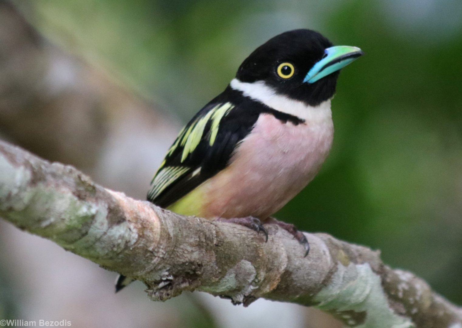 Black-and-yellow Broadbill - Sepilok