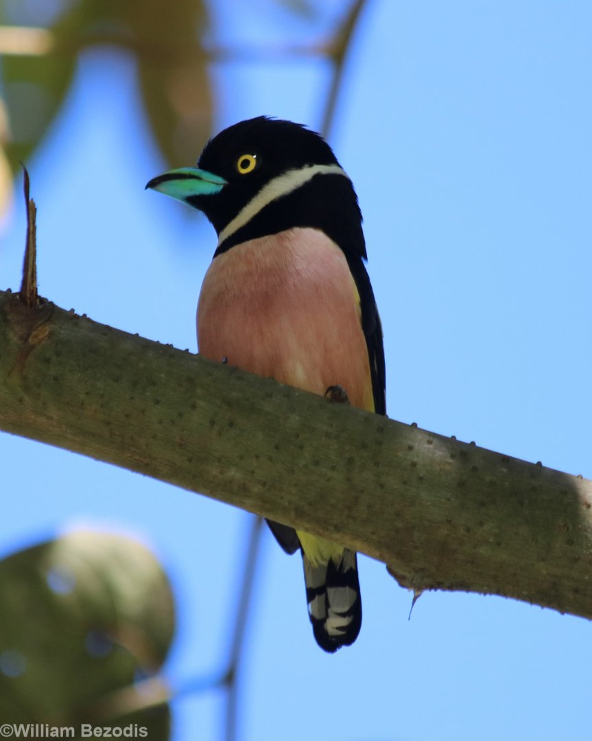 Black-and-yellow Broadbill - Tapan Road