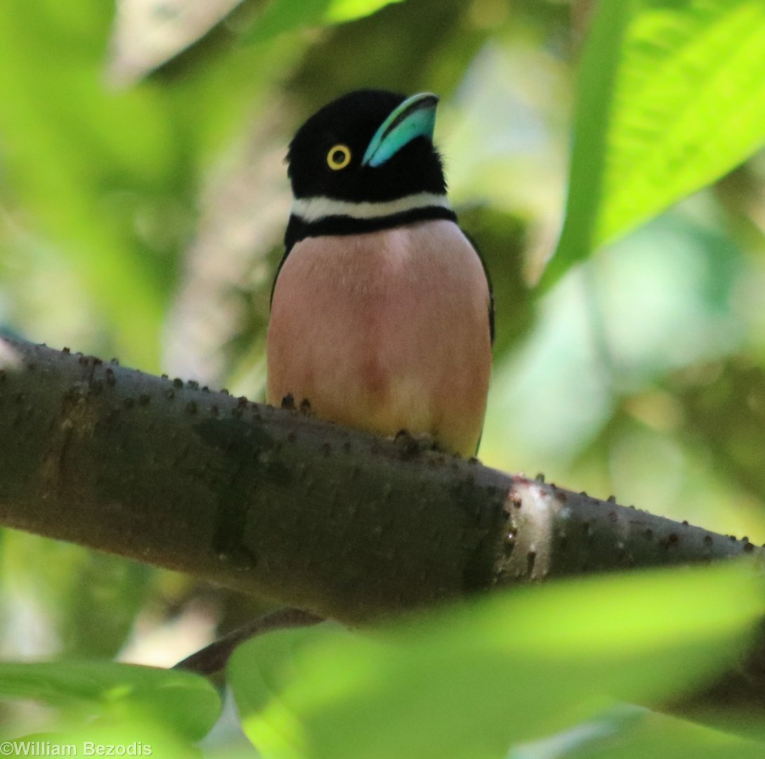 Black-and-yellow Broadbill - Tapan Road