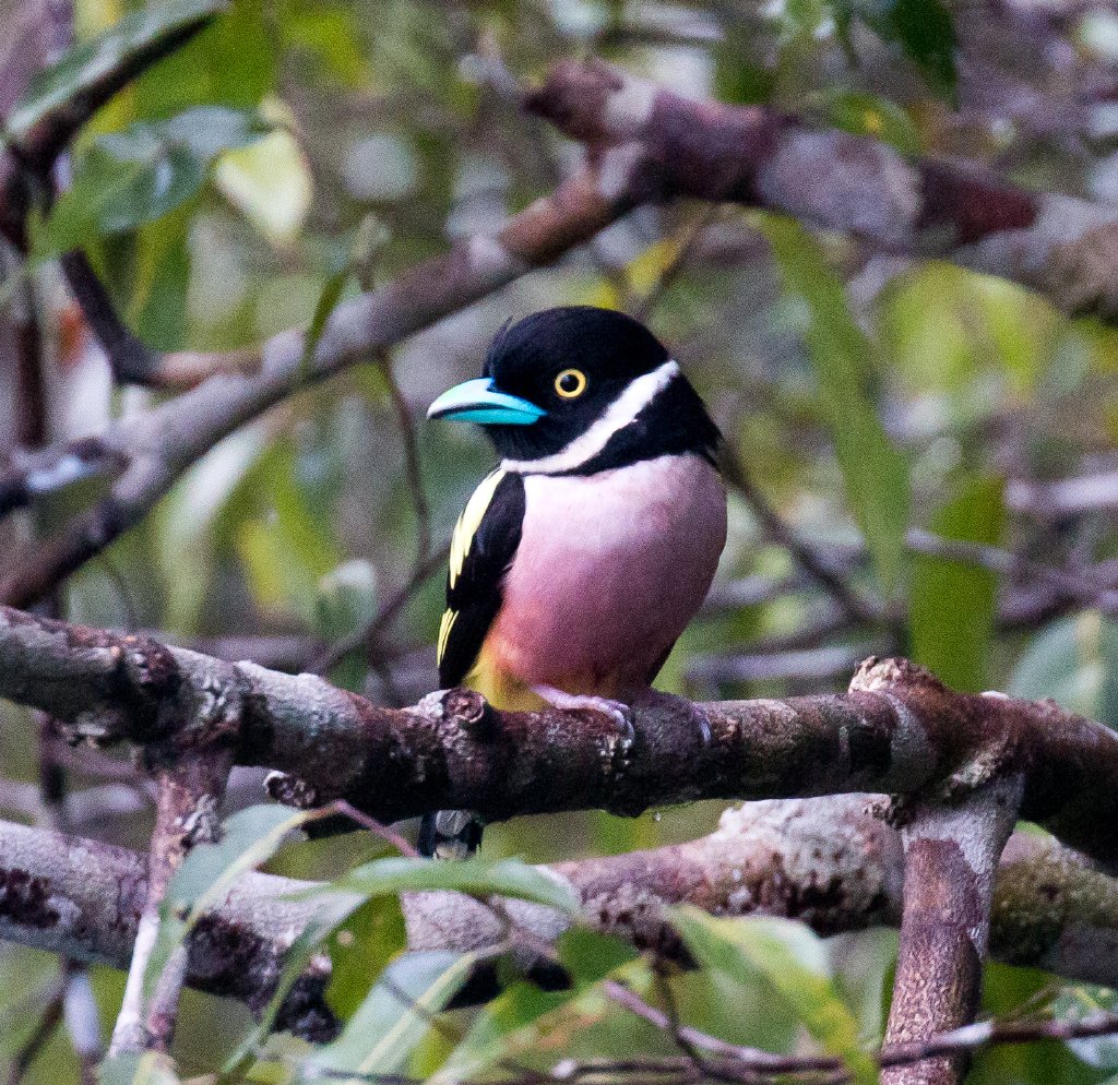 Black-and-Yellow Broadbill