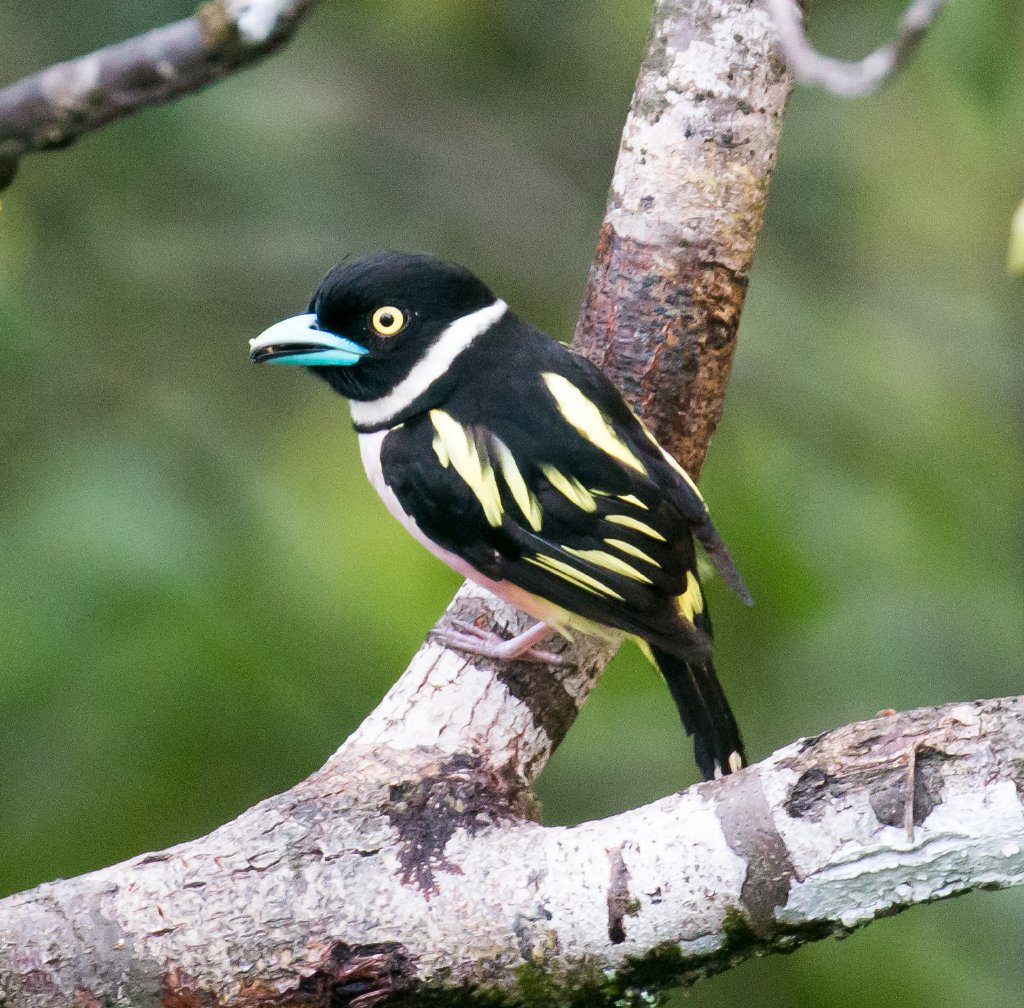 Black-and-Yellow Broadbill