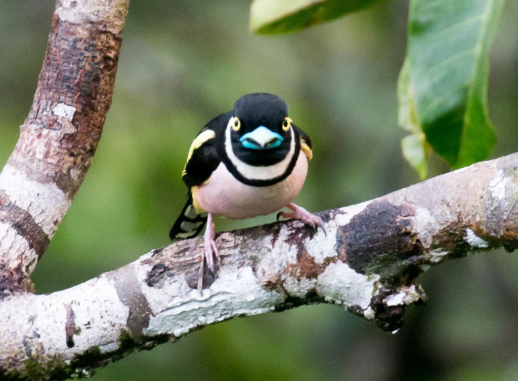 Black-and-Yellow Broadbill