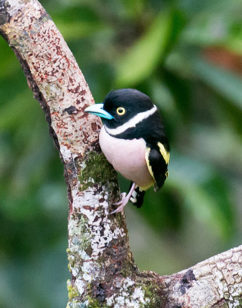 Black-and-Yellow Broadbill