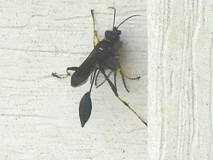 Black and yellow mud dauber wasp