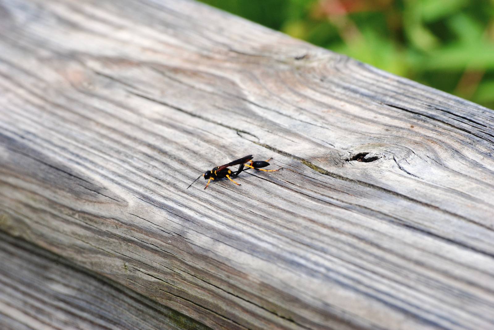 Black-and-Yellow Mud Dauber, Western Everglades/Big Cypress, October 2013