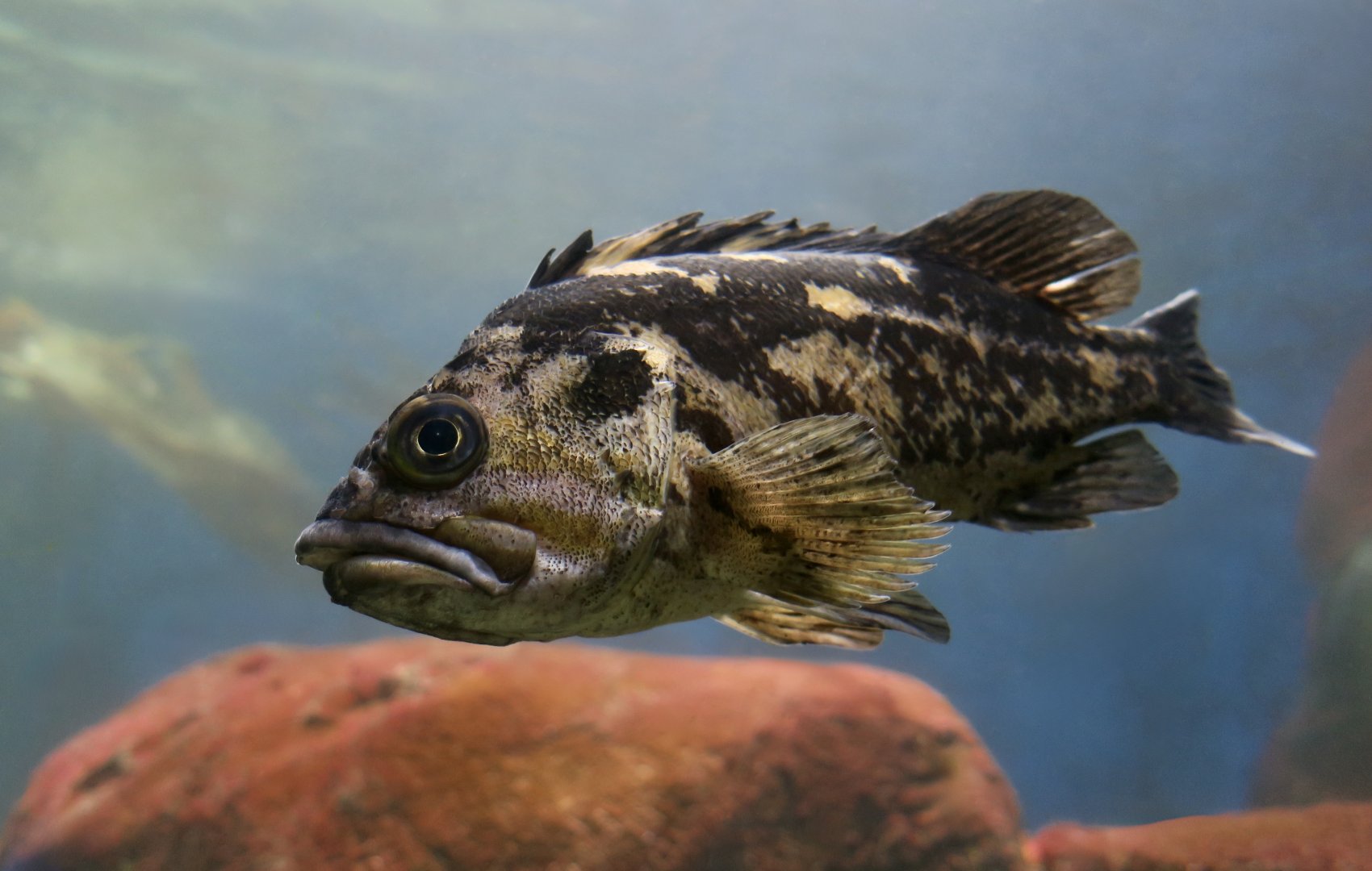 Black-and-Yellow Rockfish (Sebastes chrysomelas)