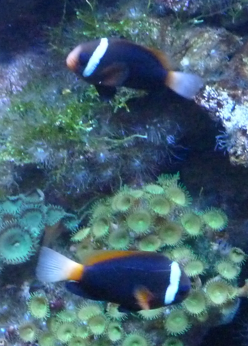 Black anemonefish (Amphiprion melanoplus) pair