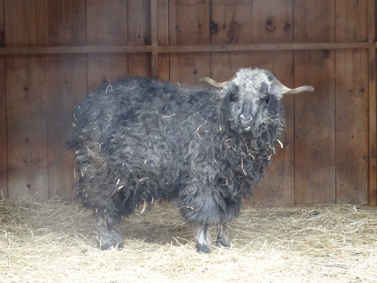 Black Angora Goat