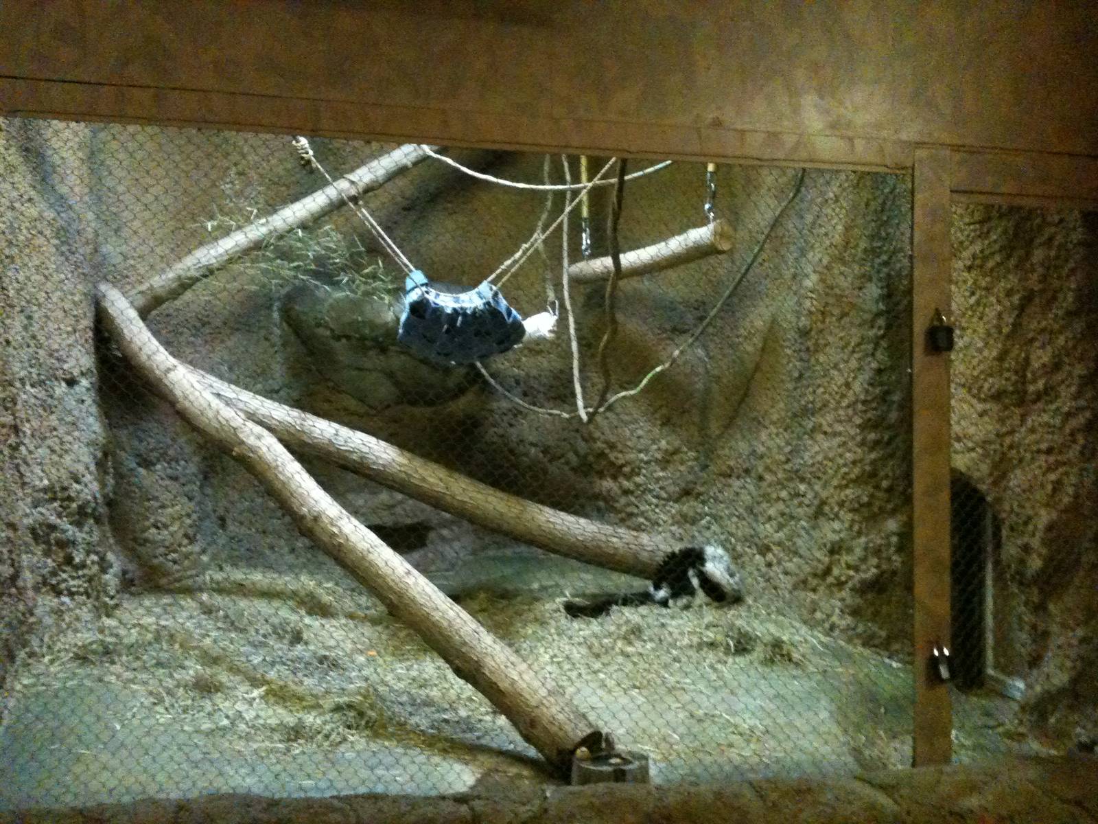 Black annd White Ruffed Lemur