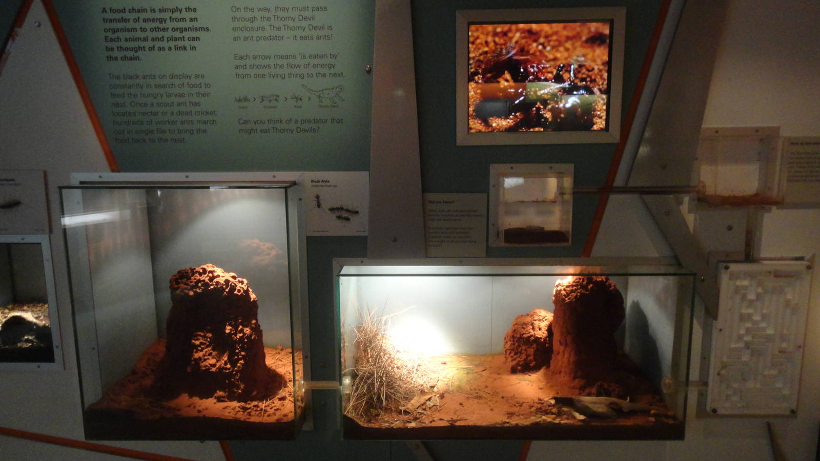Black Ant Exhibit