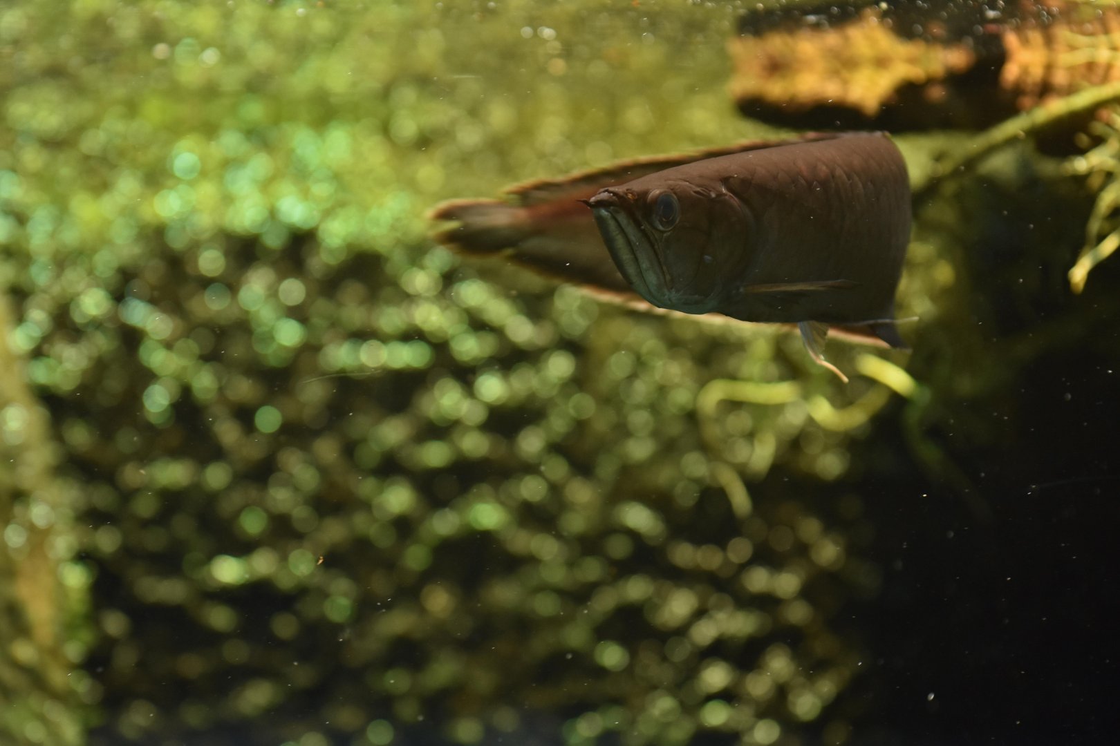 Black arowana (Osteoglossum ferreirai)
