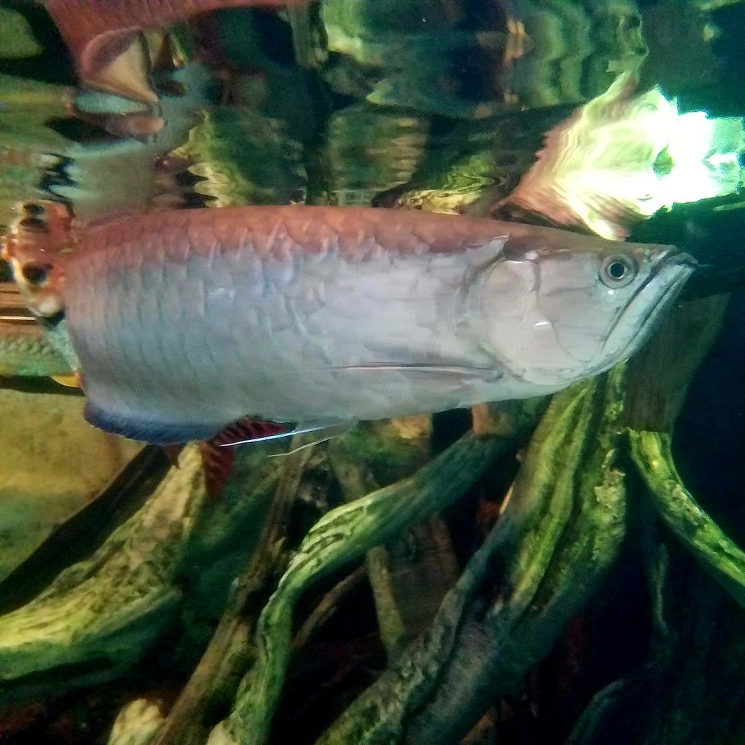 Black Arowana (Osteoglossum ferreirai)