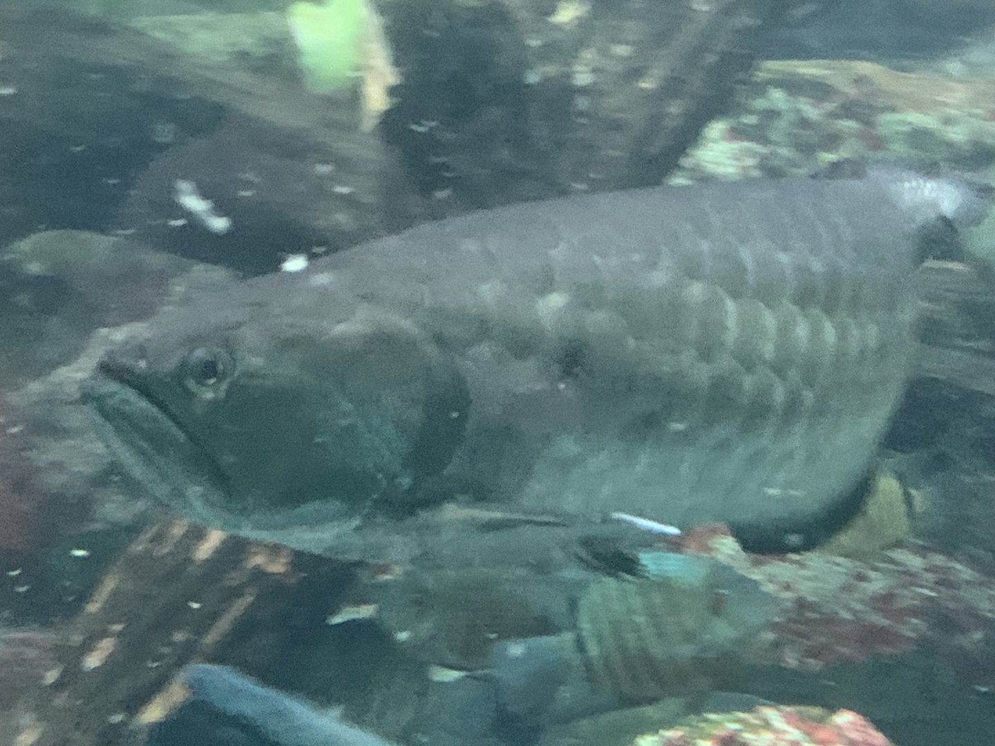 Black arowana
