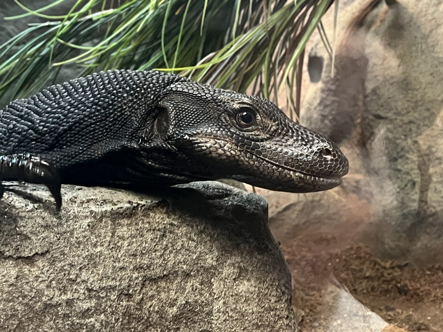 Black Asian Water Monitor “Toothless”