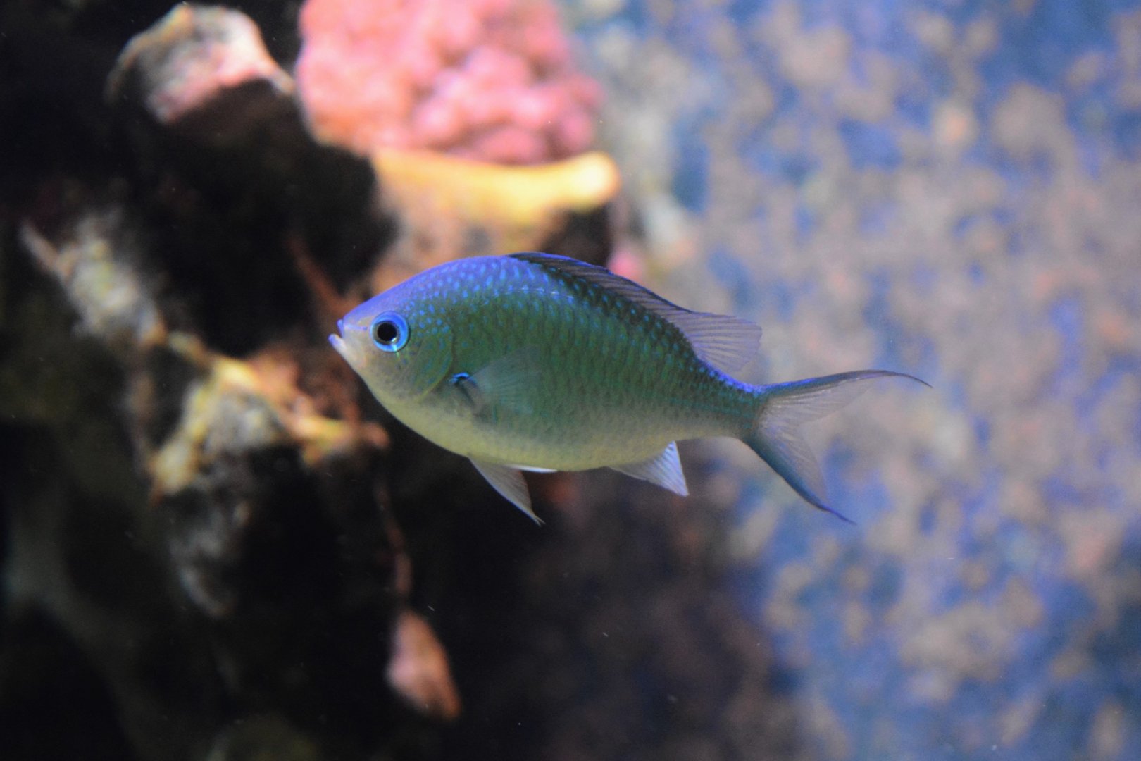 Black-axil chromis (Chromis atripectoralis)