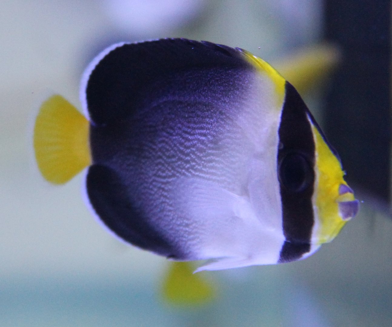 Black-backed angelfish - Chaetodonplus mesoleucus