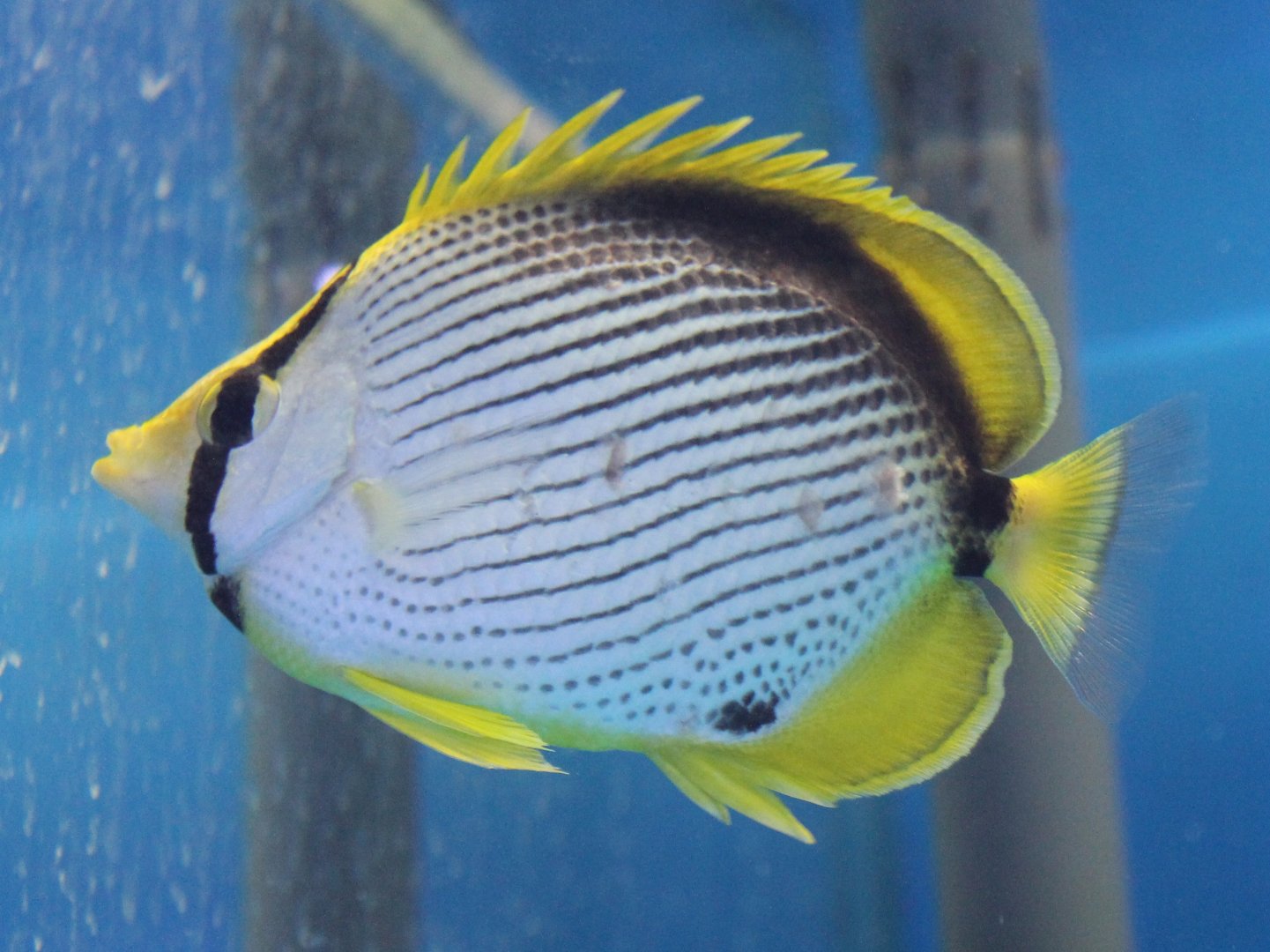 Black-backed Butterflyfish (Chaetodon melannotus)
