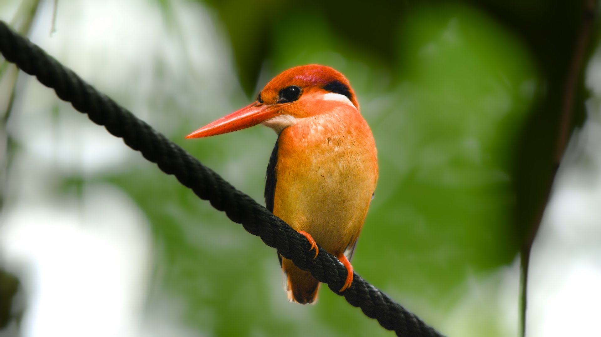 Black Backed Dwarf Kingfisher ~ Singapore Botanic Gardens