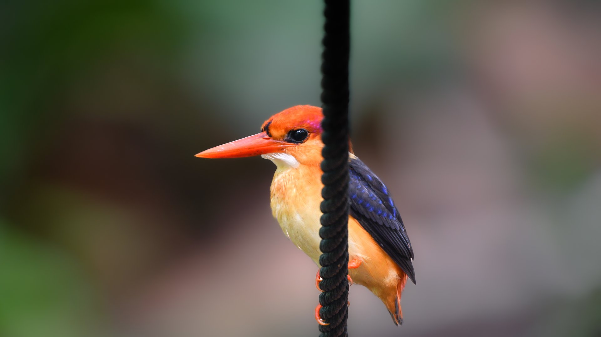 Black Backed Dwarf Kingfisher ~ Singapore Botanic Gardens