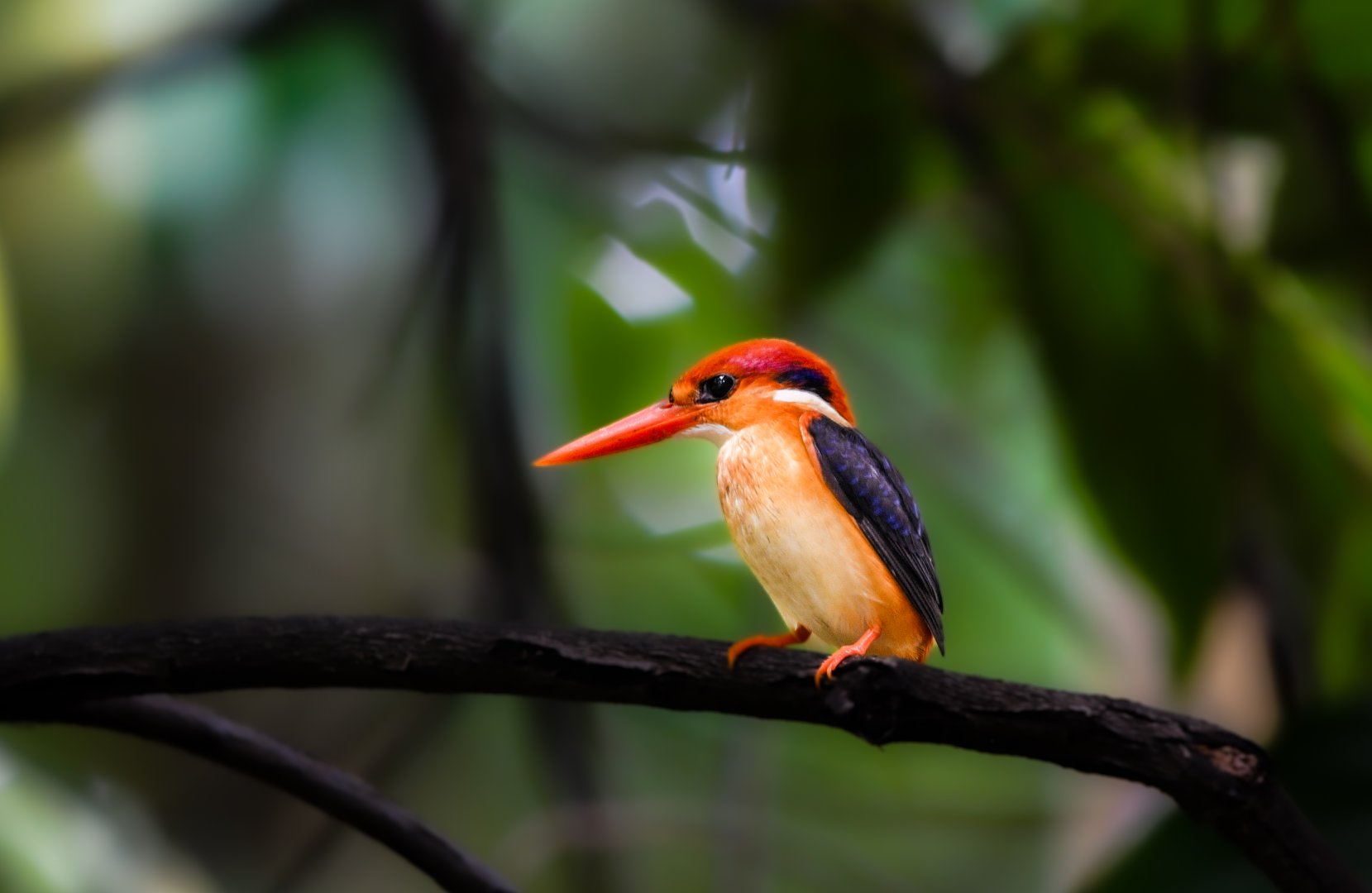 Black Backed Dwarf Kingfisher ~ Singapore Botanic Gardens