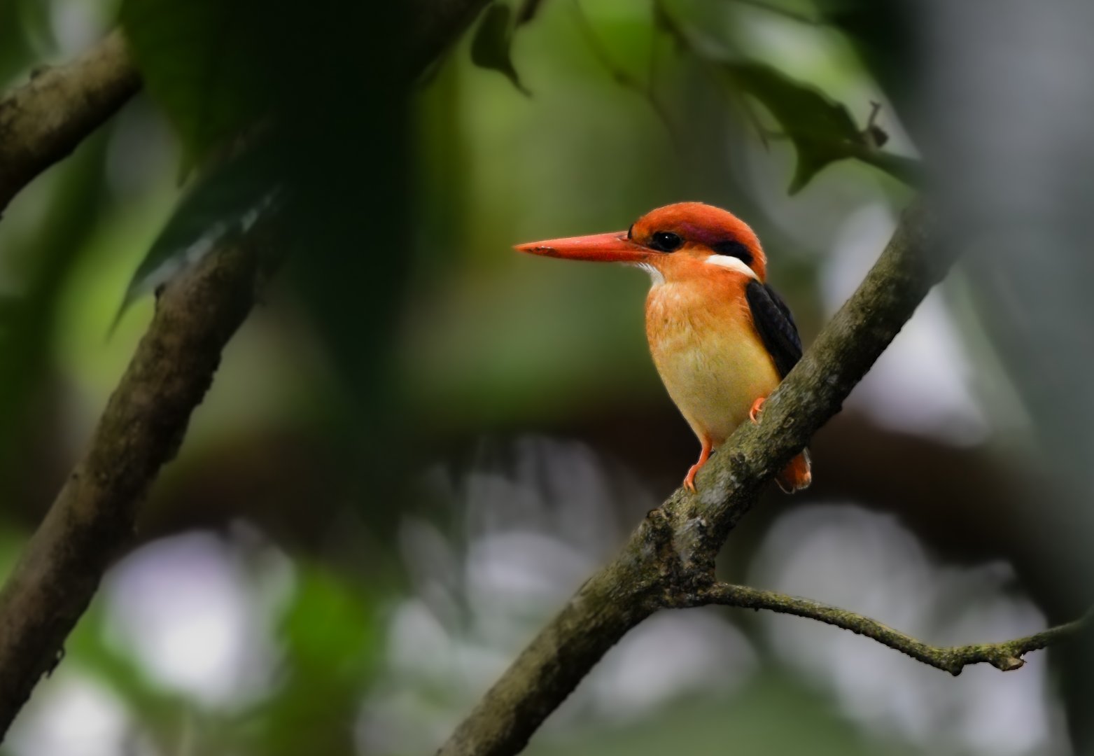 Black Backed Dwarf Kingfisher ~ Singapore Botanic Gardens