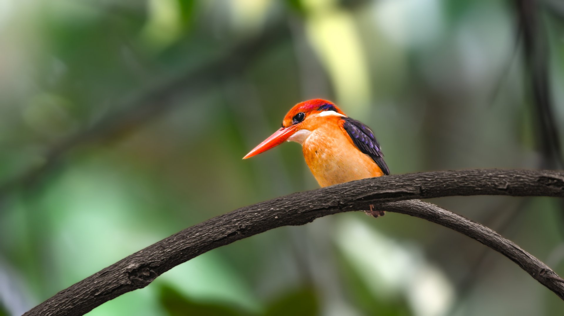 Black backed Dwarf Kingfisher ~ Singapore Botanic Gardens
