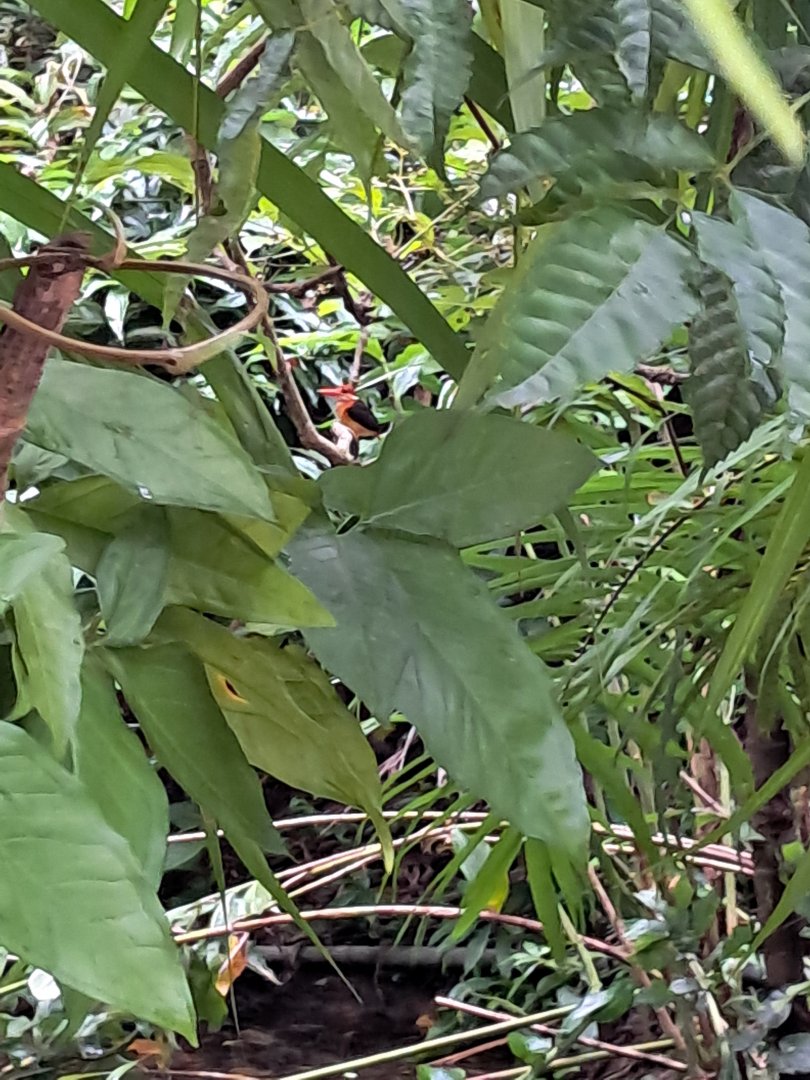 Black Backed Dwarf Kingfisher