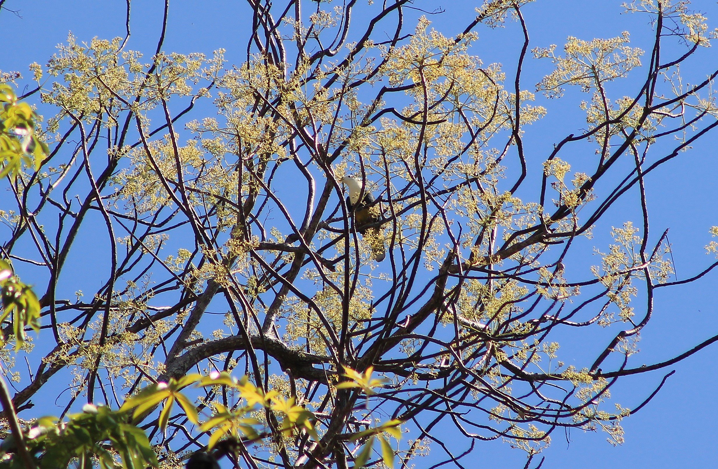 Black-backed Fruit Dove (Ptilinopus cinctus)