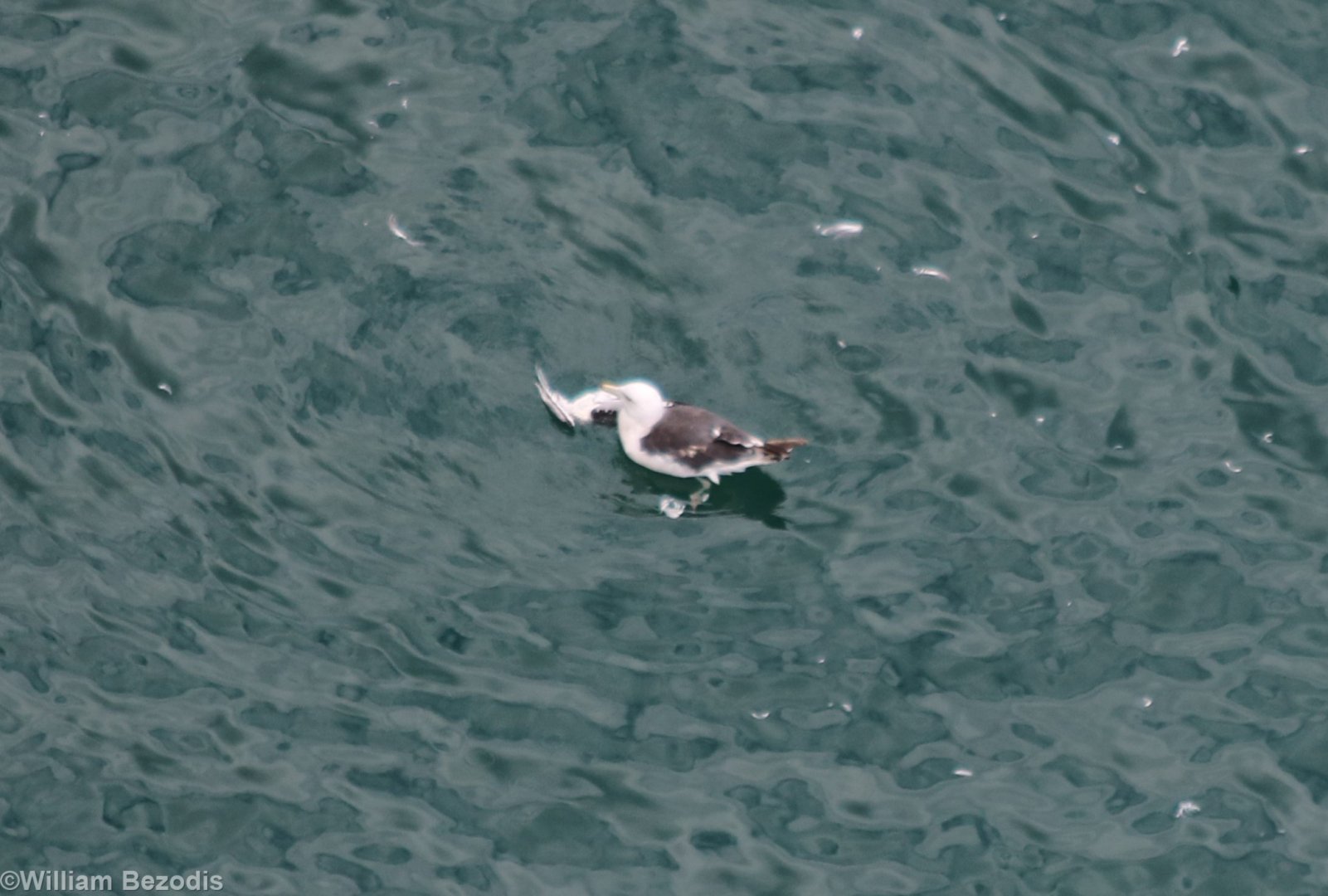 Black-backed Gull Eating a Dead Kittiwake - RSPB Bempton Cliffs