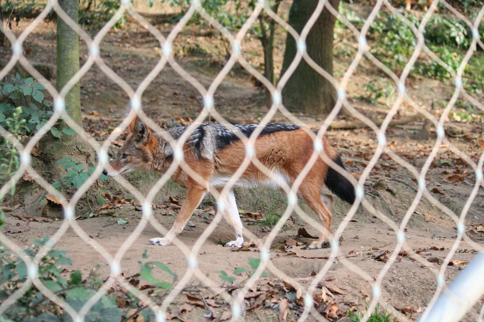 Black-backed jackal, 01/10/2011