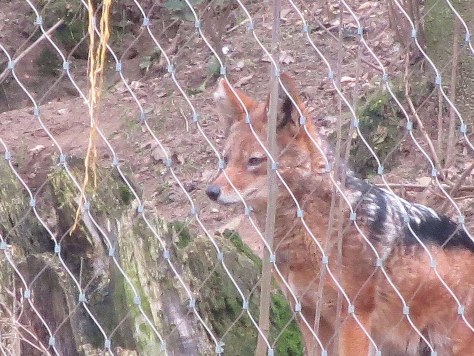 black-backed jackal 020313