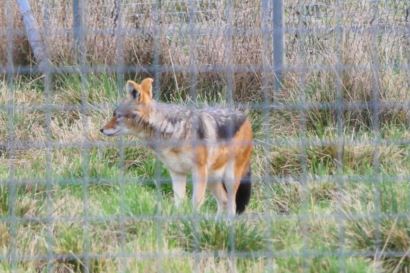 Black-backed Jackal - 1-1-19 - Hamerton