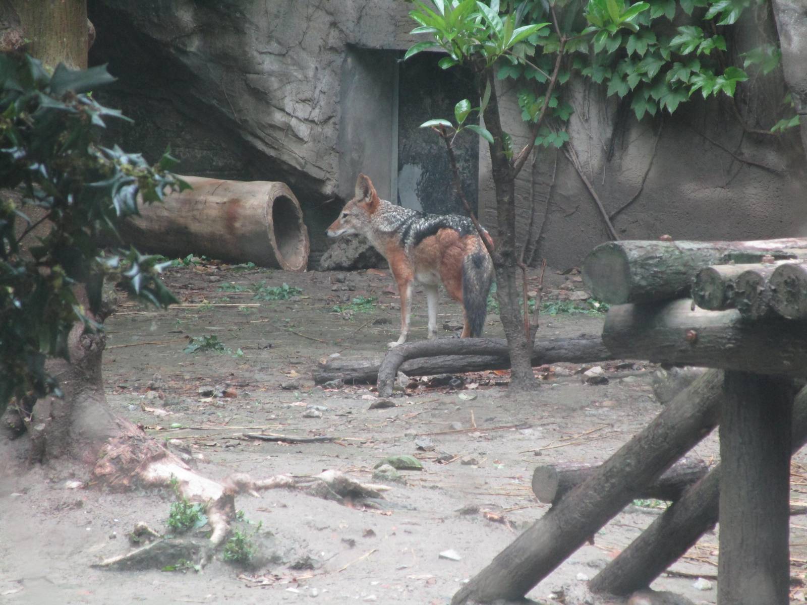 Black-backed Jackal - 16/04/2016