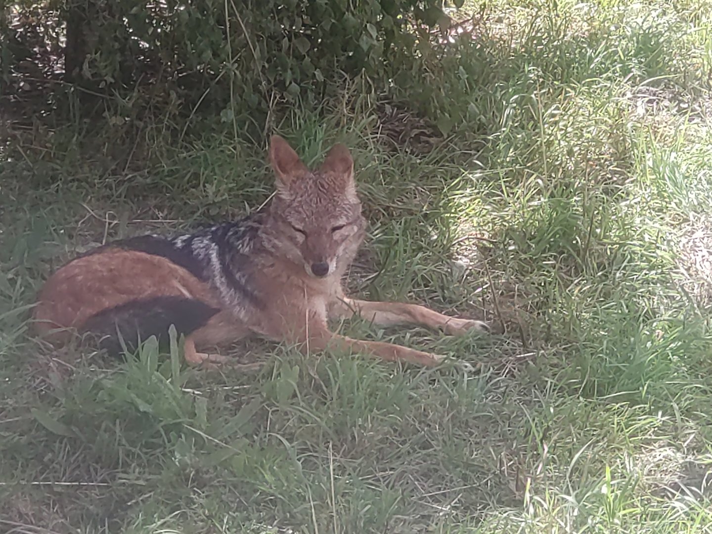 Black-backed Jackal 19/8/23