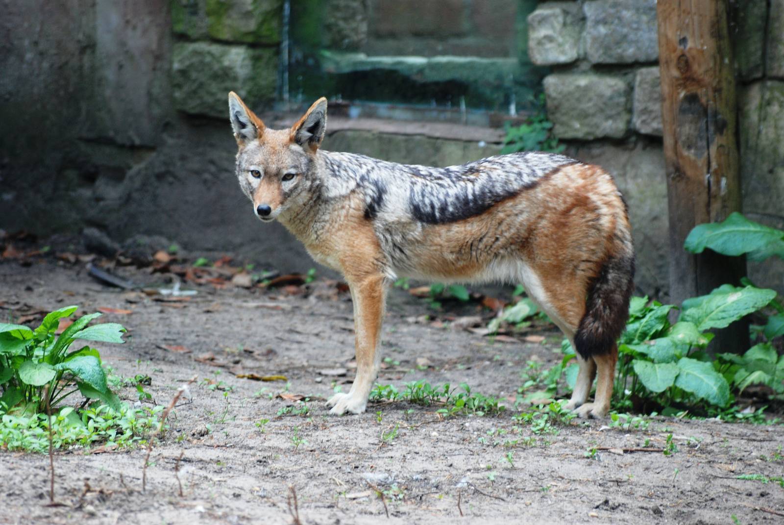Black-backed Jackal at Amersfoort, 01/06/12
