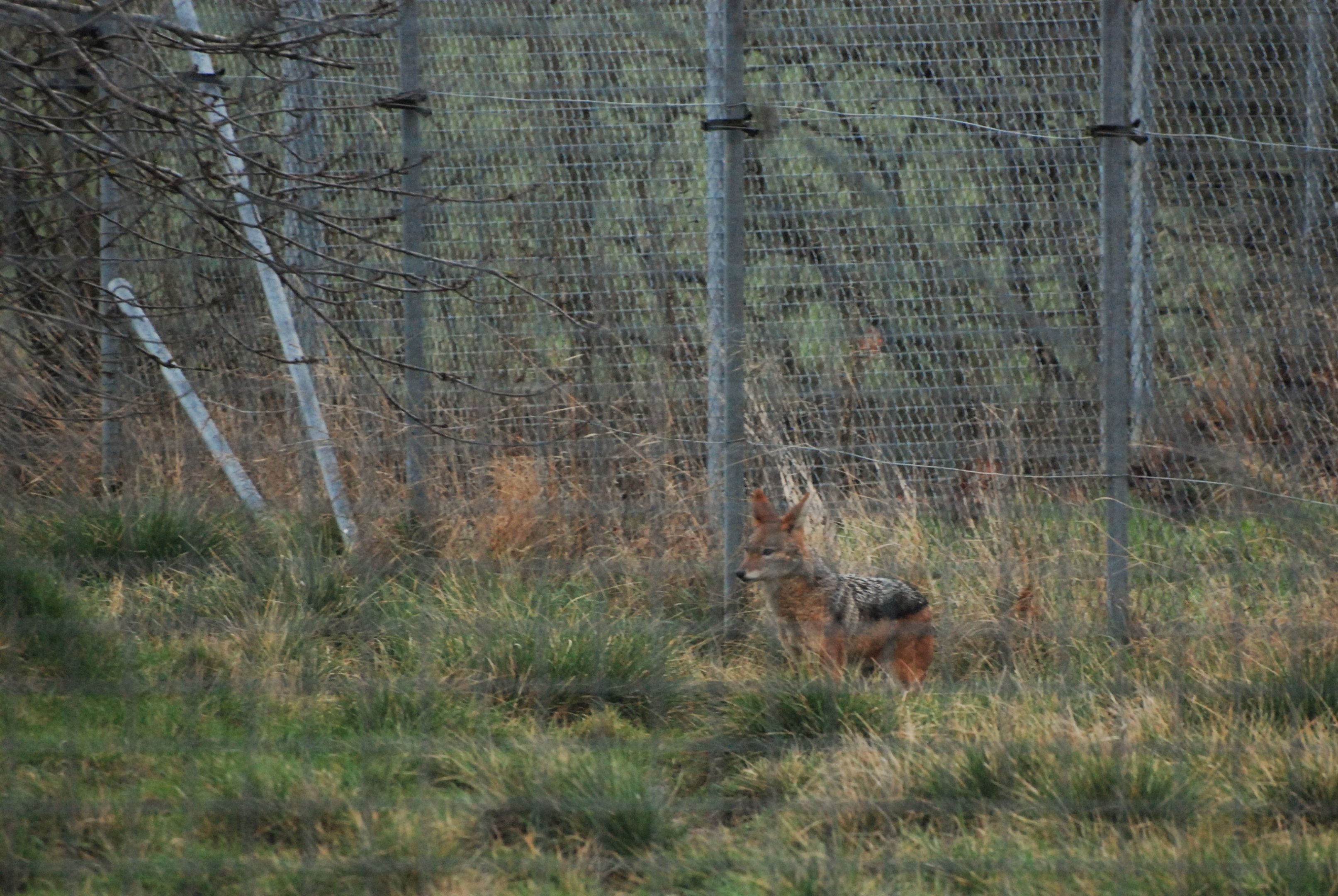 Black-backed Jackal at Hamerton, 19th February 2022