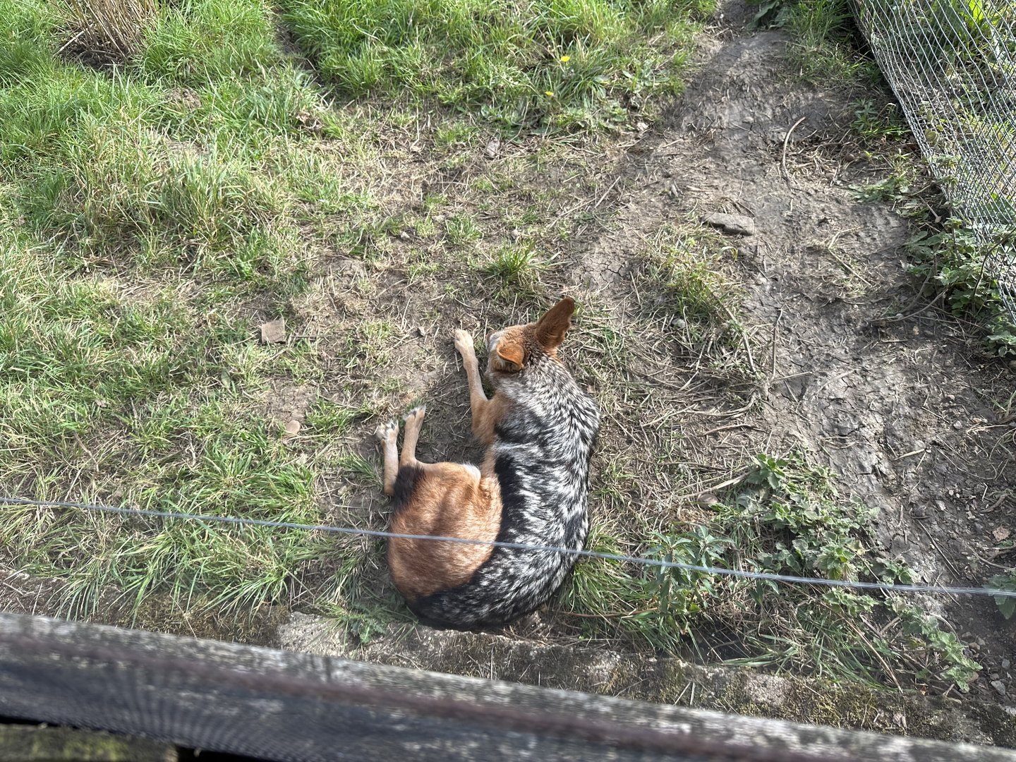 Black-backed Jackal at Hamerton Zoo Park (October 2023)