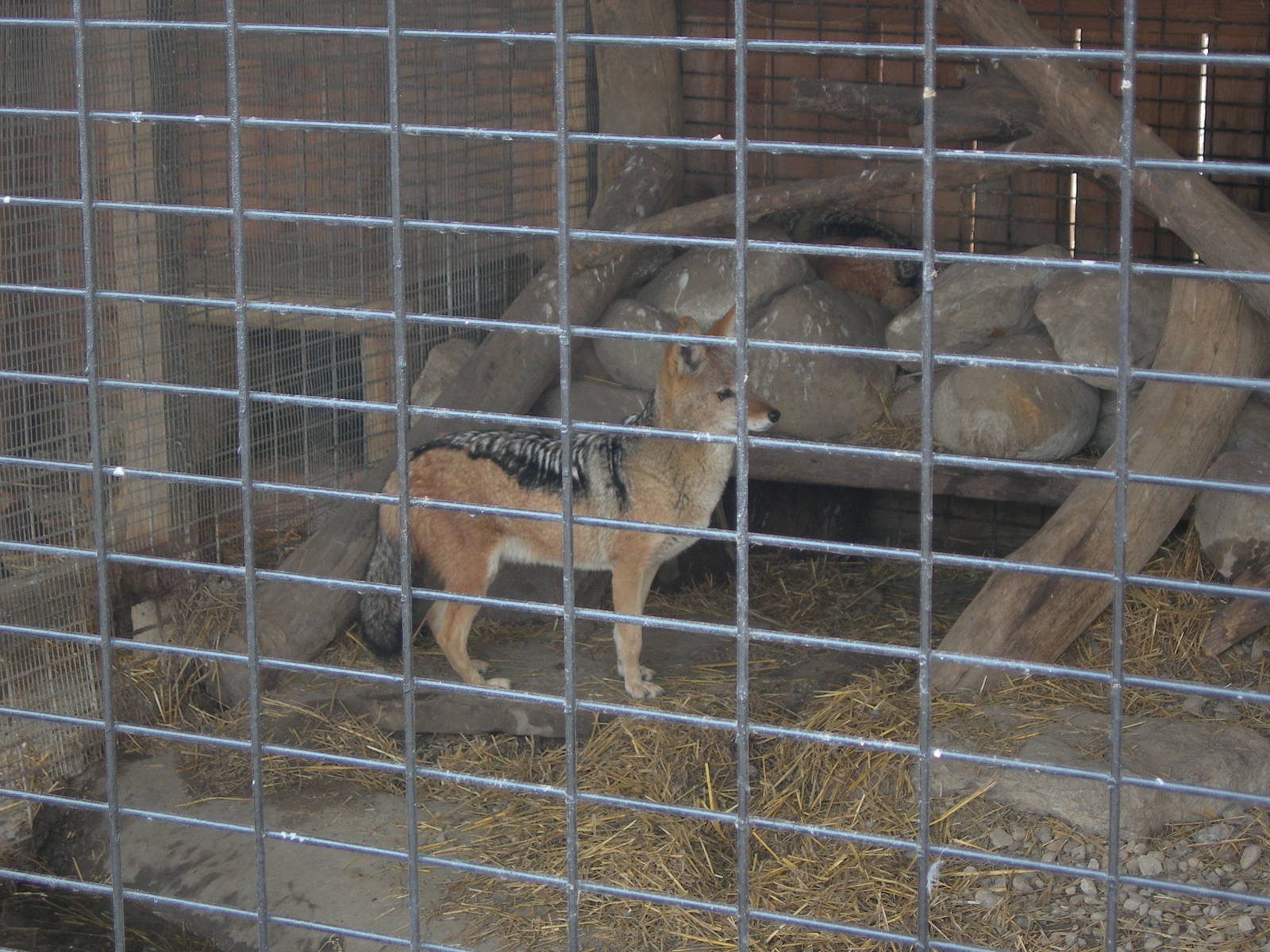 Black-Backed Jackal at Living Treasures animal Park