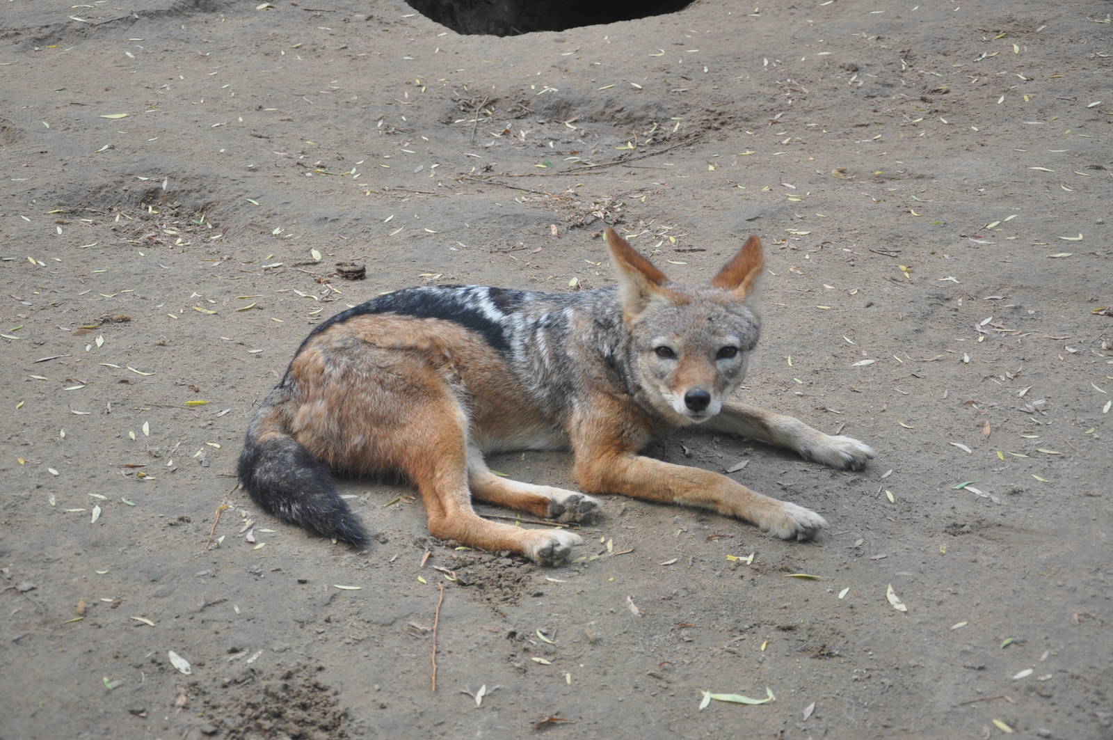 Black-backed jackal/ Canis mesomelas