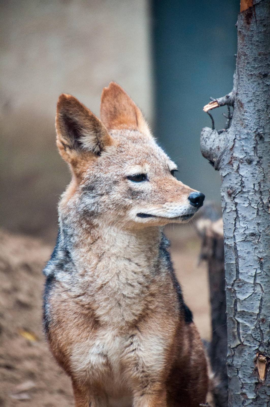 Black Backed Jackal - Canis mesomelas