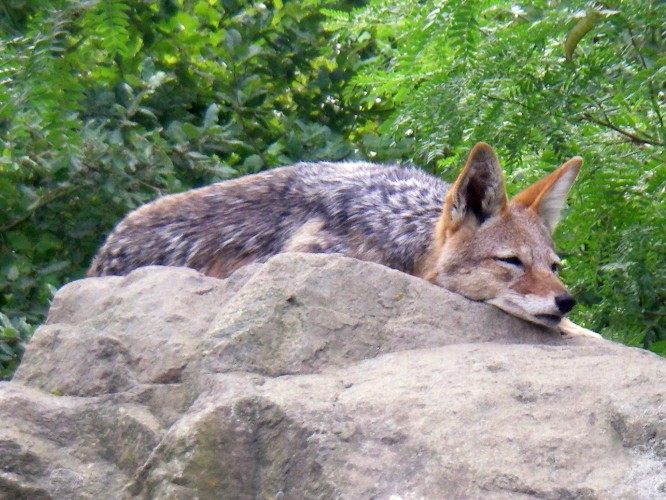 Black-backed Jackal (Canis mesomelas)