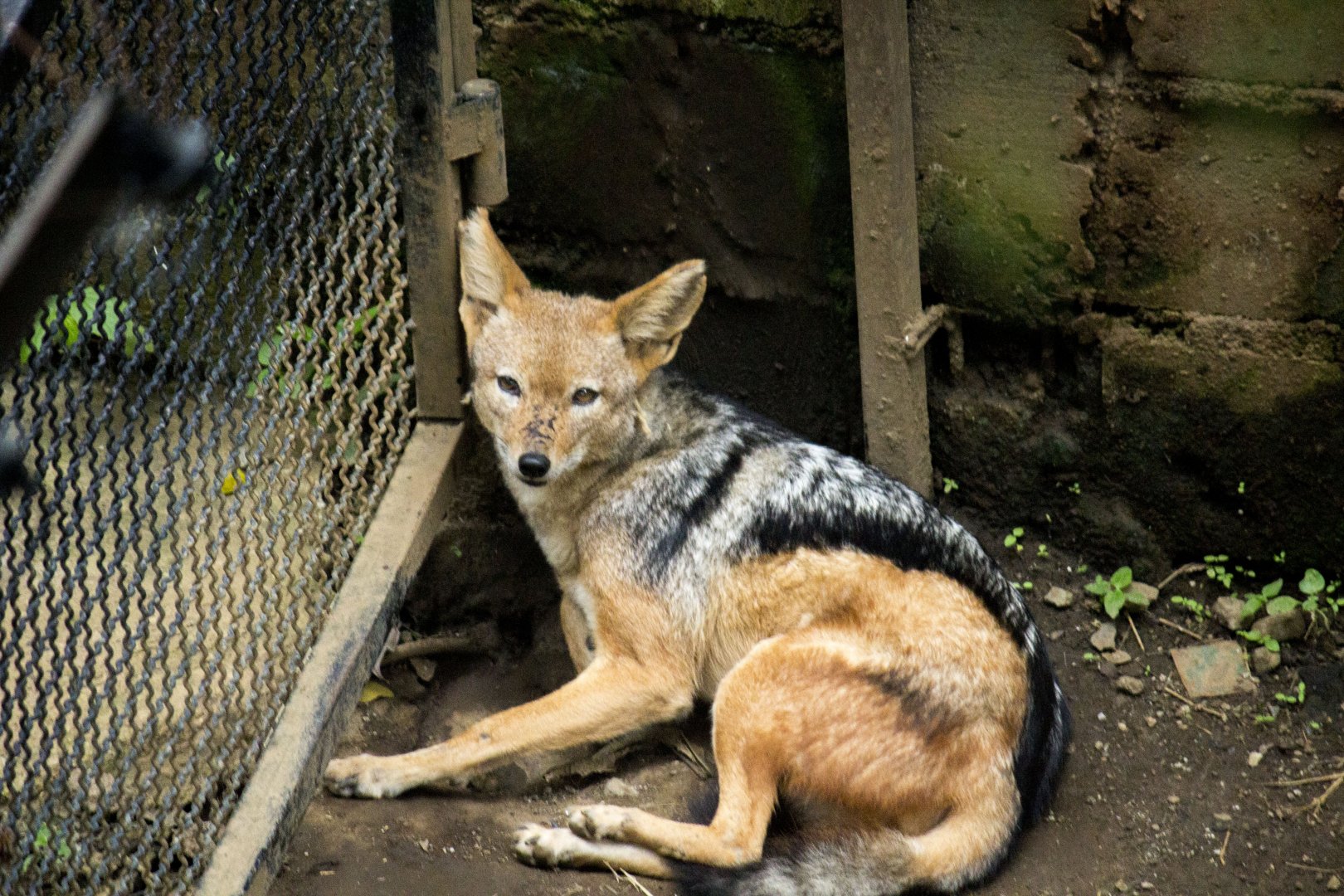 Black-backed jackal, Canis mesomelas