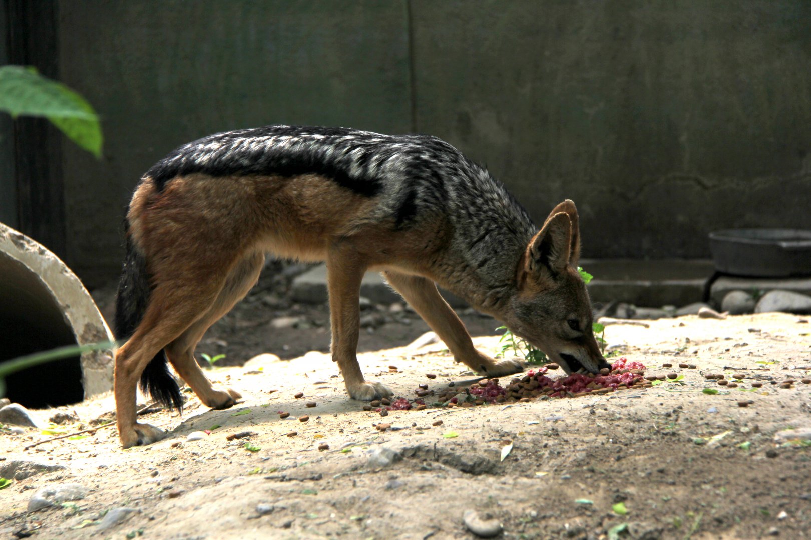 black-backed jackal (Canis mesomelas)